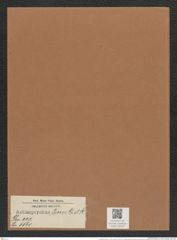 Actinoptychus tener Gr. et St. (de-Toni-Nr.: Genus 227, Species 5560) Zeichnungen Sammlung Grunow Mappe 05319 (Herbarium_W_Grunow_drawings_Folder_05319)